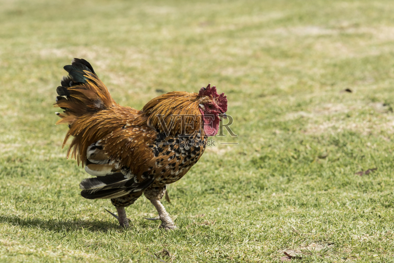 一只孤单的公鸡走过农家院子照片摄影图片