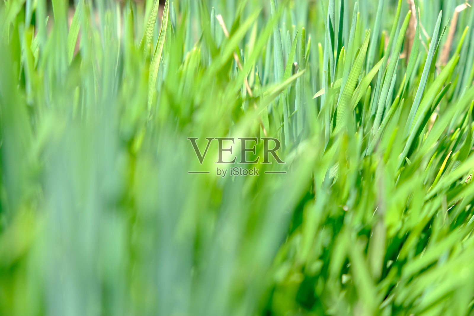 清新的草地映衬着完美的绿色背景照片摄影图片