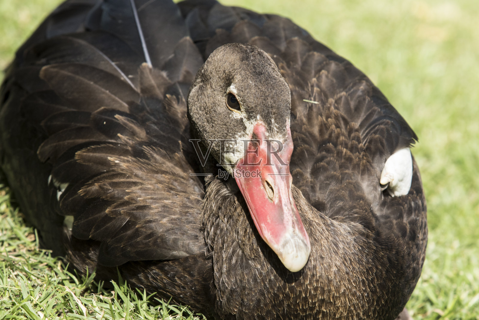 在午后阳光下的一只巴西鸭子的特写照片摄影图片