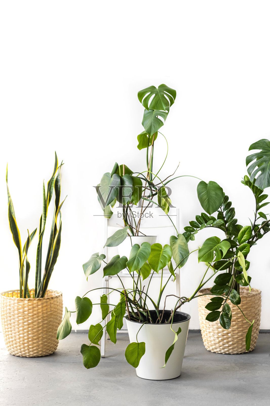 这个时尚的空间充满了许多现代绿色植物和各种各样的盆。现代家居花园构成。时尚和简约的城市丛林内部。植物家居装饰用很多植物。照片摄影图片