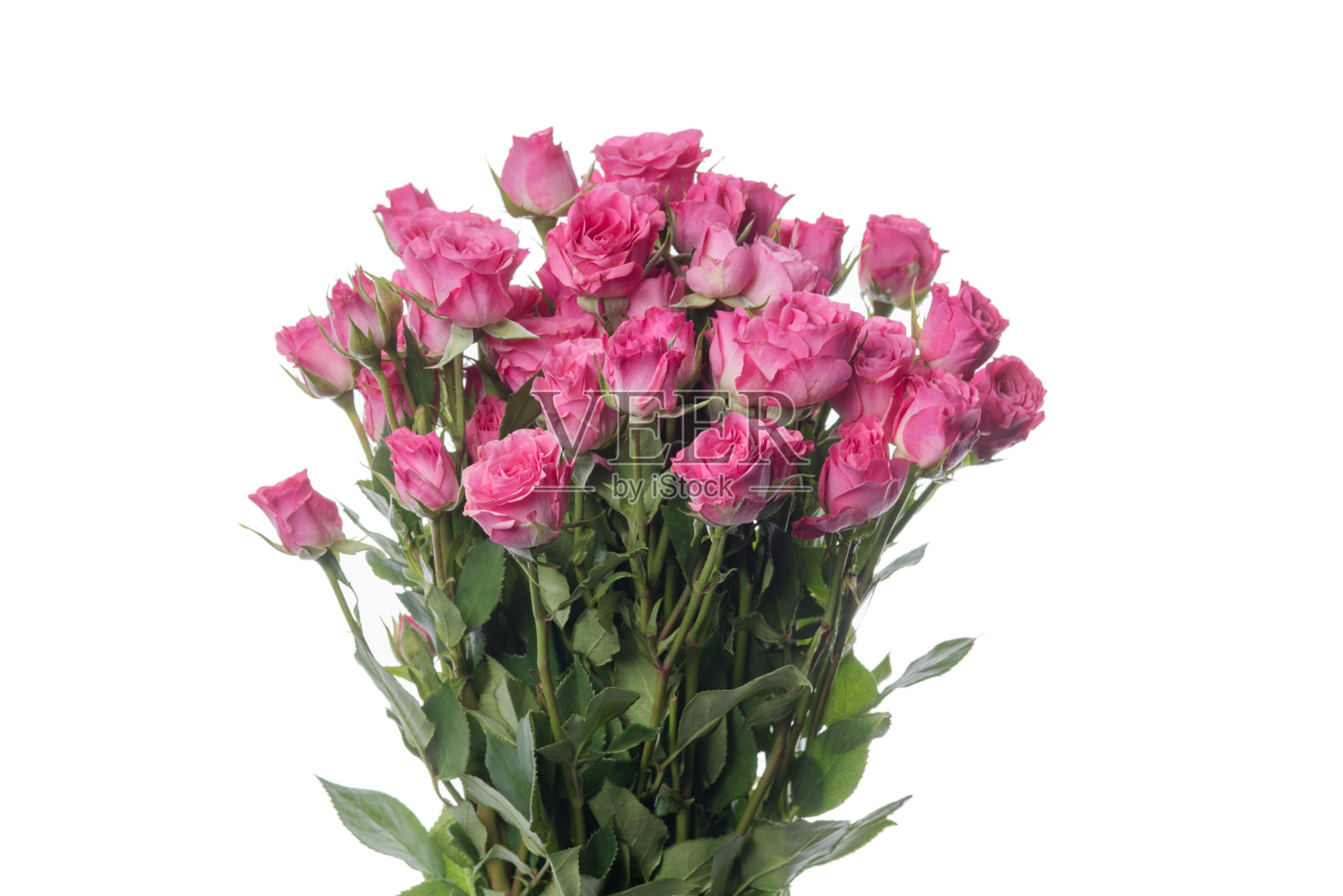 美丽的花孤立在白色的工作室背景。设计元素。盛开,春天,夏天。照片摄影图片