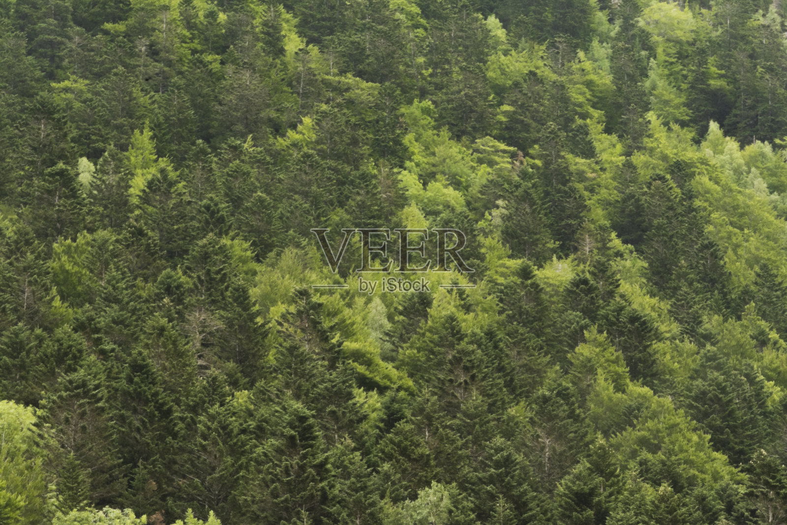 一组树木在夏季看到在博伊山谷照片摄影图片