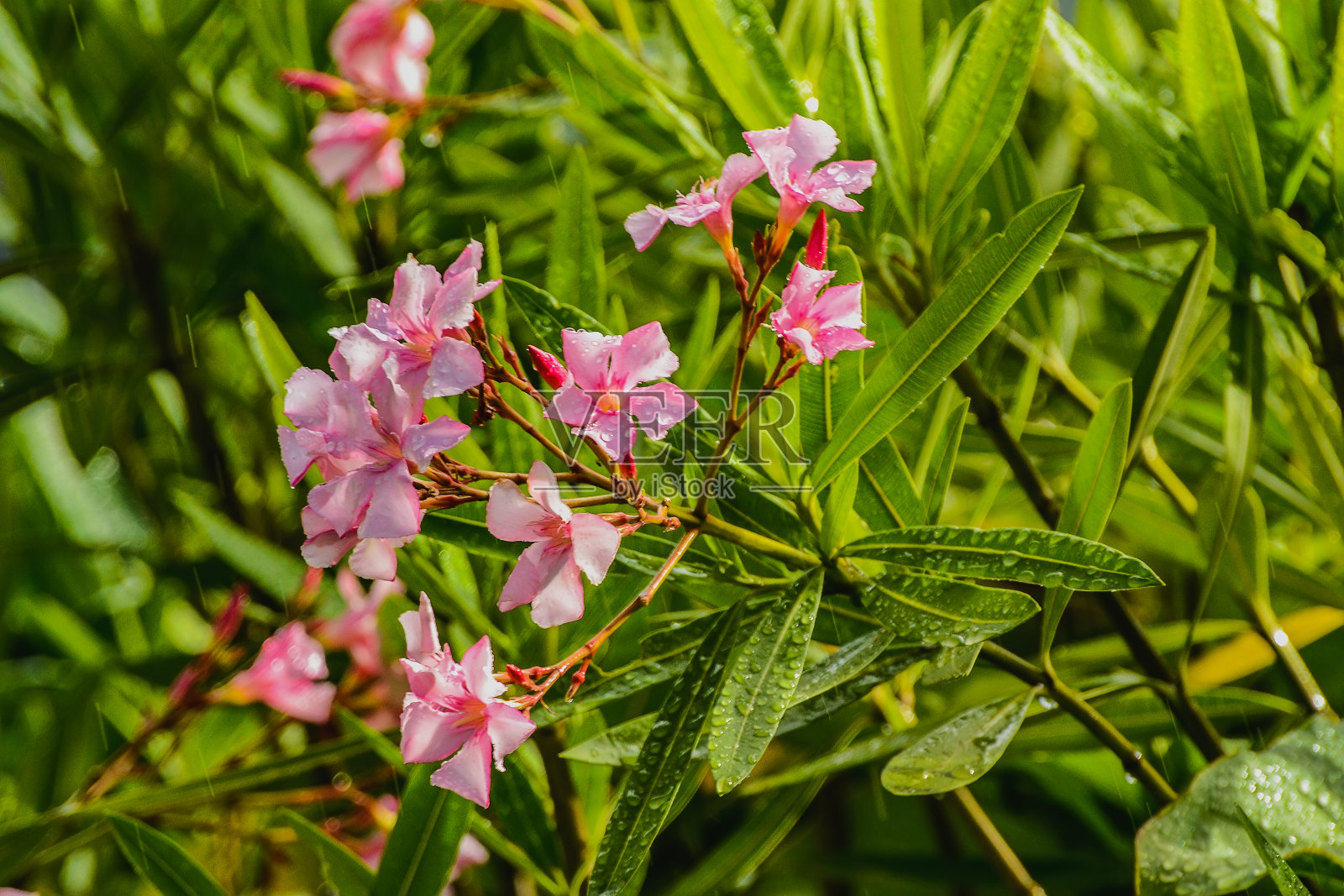 夹竹桃在亚热带气候地区被广泛用作园林观赏植物。照片摄影图片