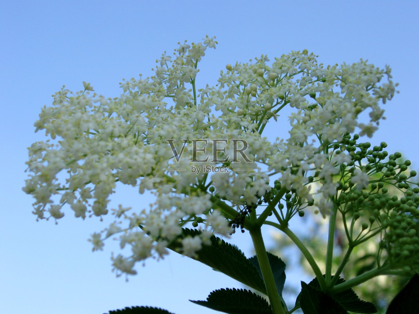 大花朵特写照片摄影图片