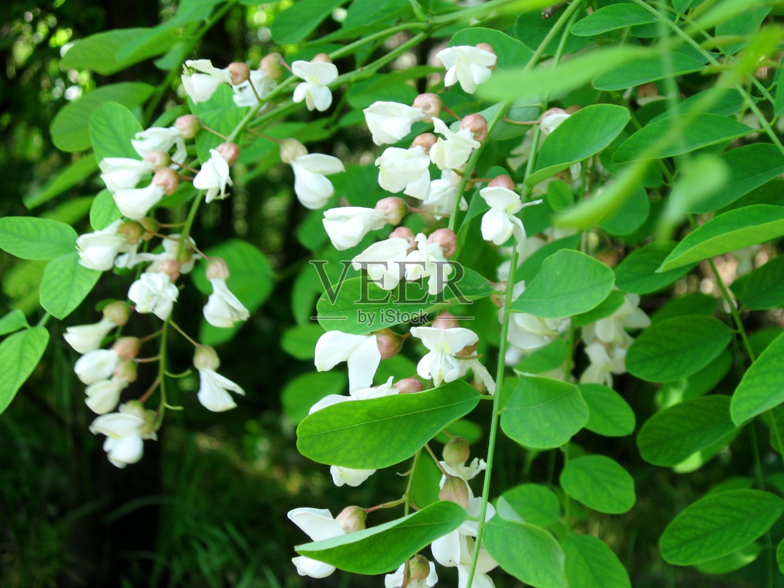 白色的金合欢花特写照片摄影图片