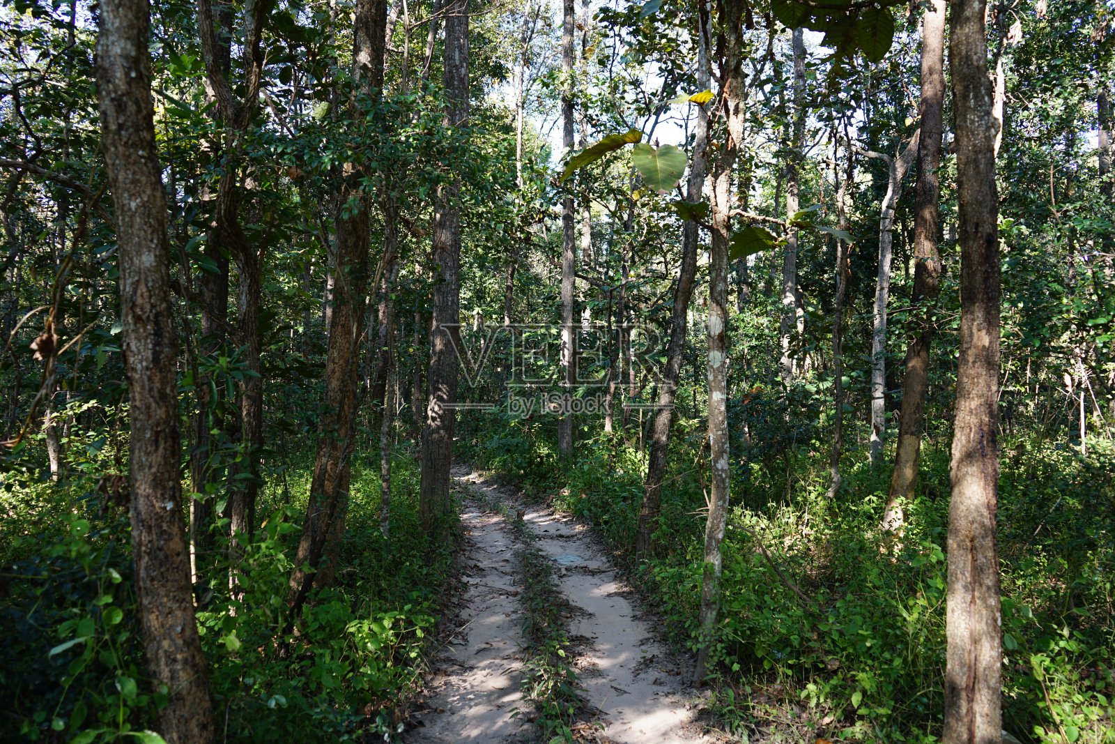 以泰国森林中的小路为背景照片摄影图片