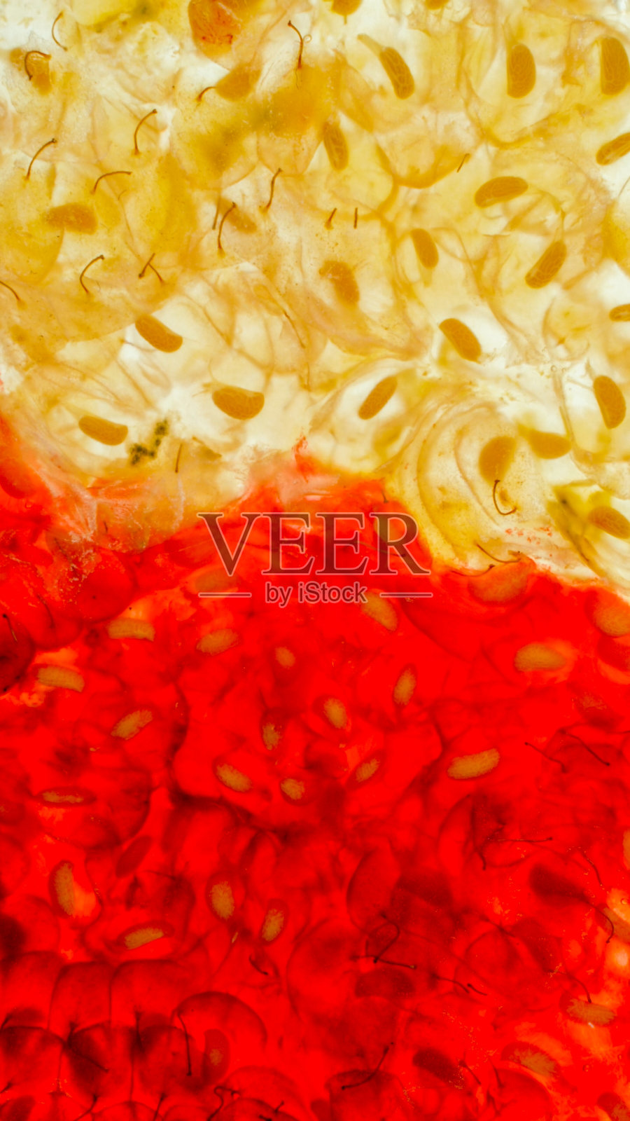 红色和黄色浆果泥的宏观抽象照片。味觉和口味的对比概念。厨房实验，浆果和水果的抽象背景。照片摄影图片