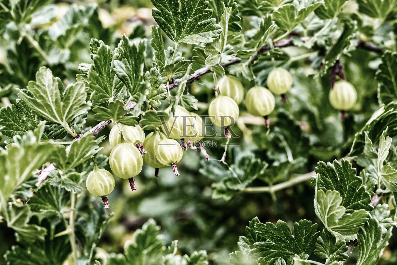 绿色的灌木醋栗浆果在水平的树枝上与绿色的叶子照片摄影图片