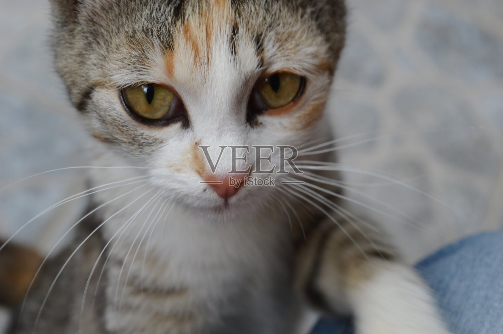 一只彩色的小猫的肖像照片摄影图片