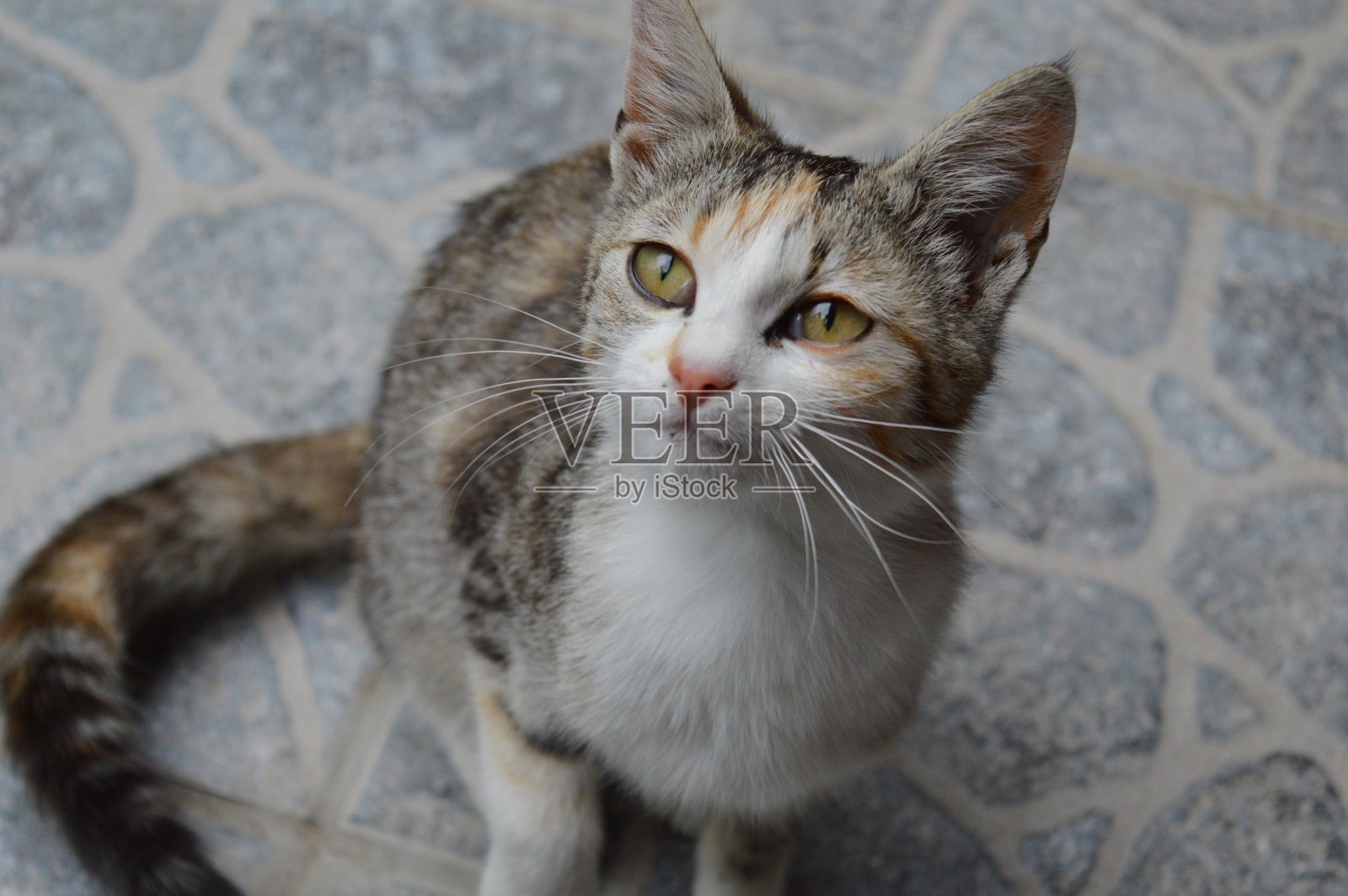 一只彩色的小猫的肖像照片摄影图片