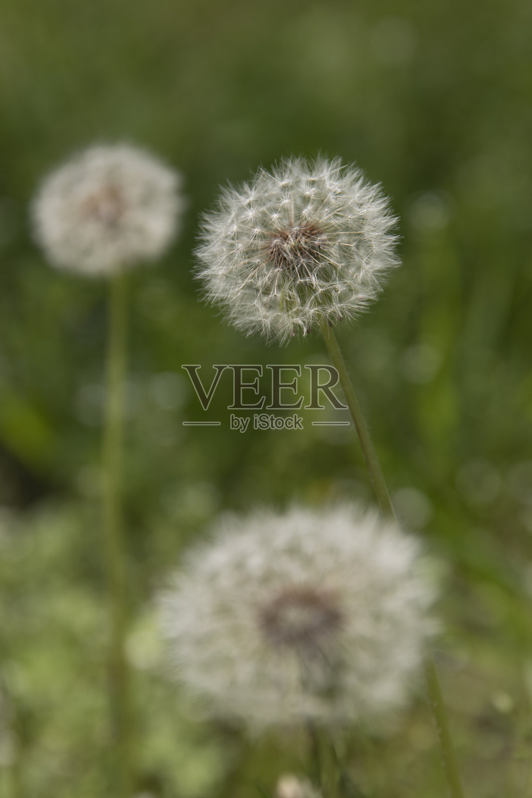 田野里蒲公英种子的特写照片摄影图片