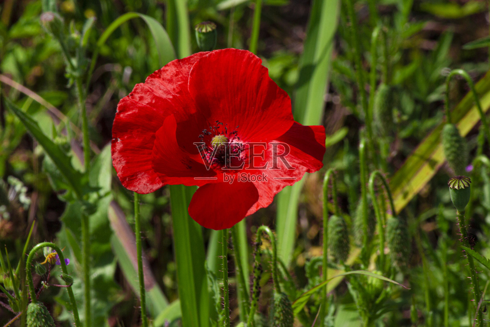 红罂粟在阳光下的绿草中间。照片摄影图片