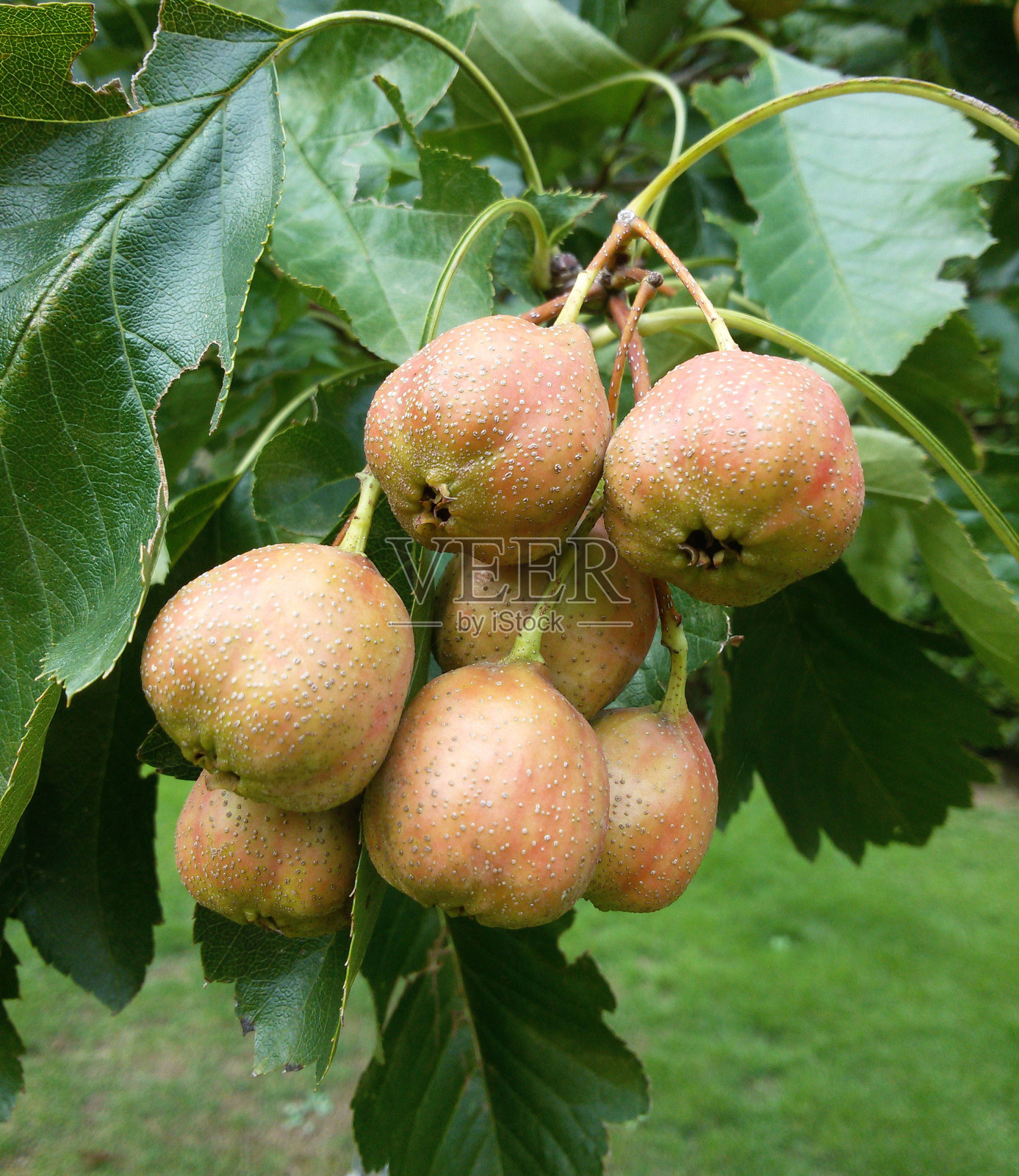 夏天花园里半熟的山楂照片摄影图片
