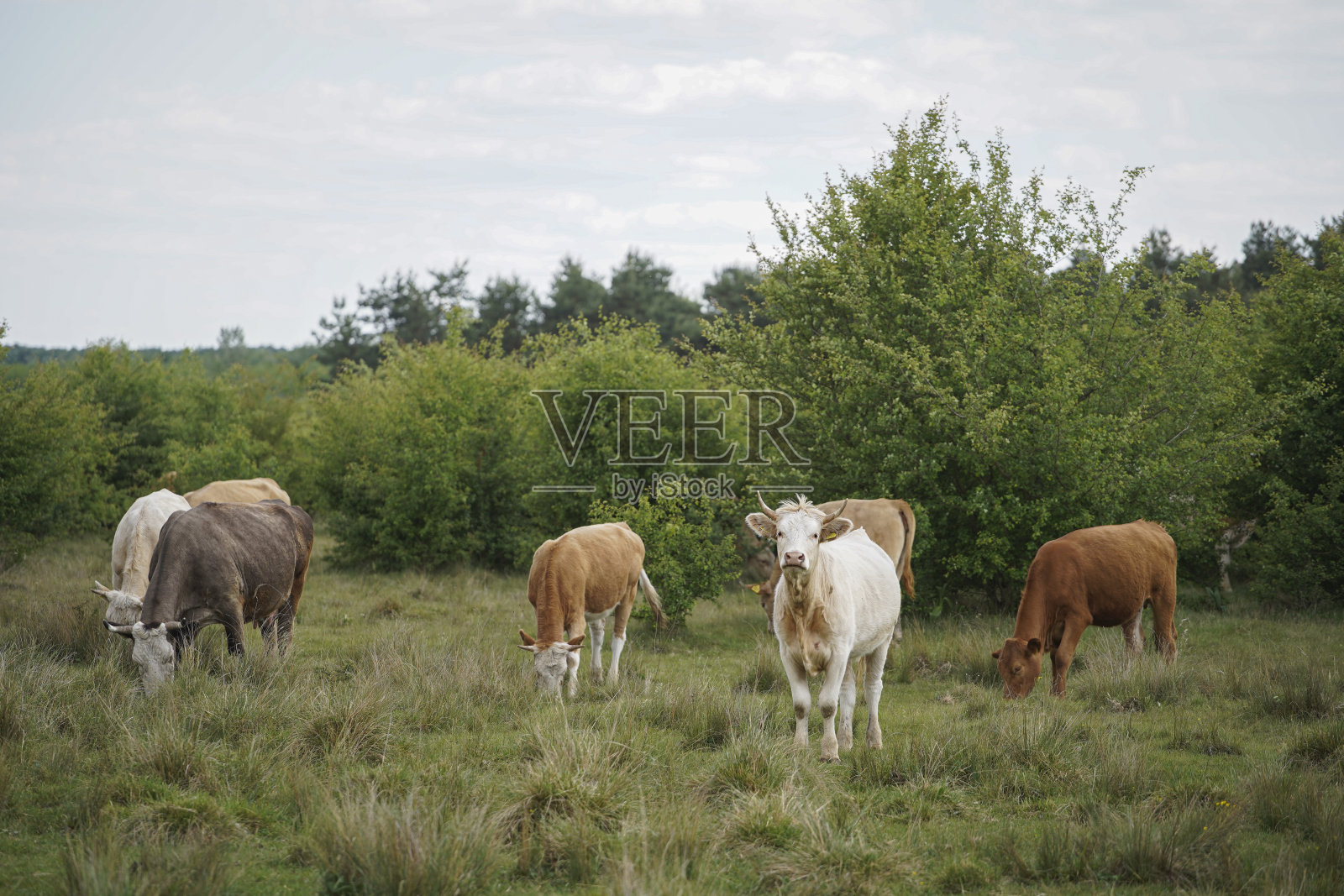 牛和小牛在农场的草地上吃草。牛在户外。基地。蓝天和白云。欧洲匈牙利照片摄影图片
