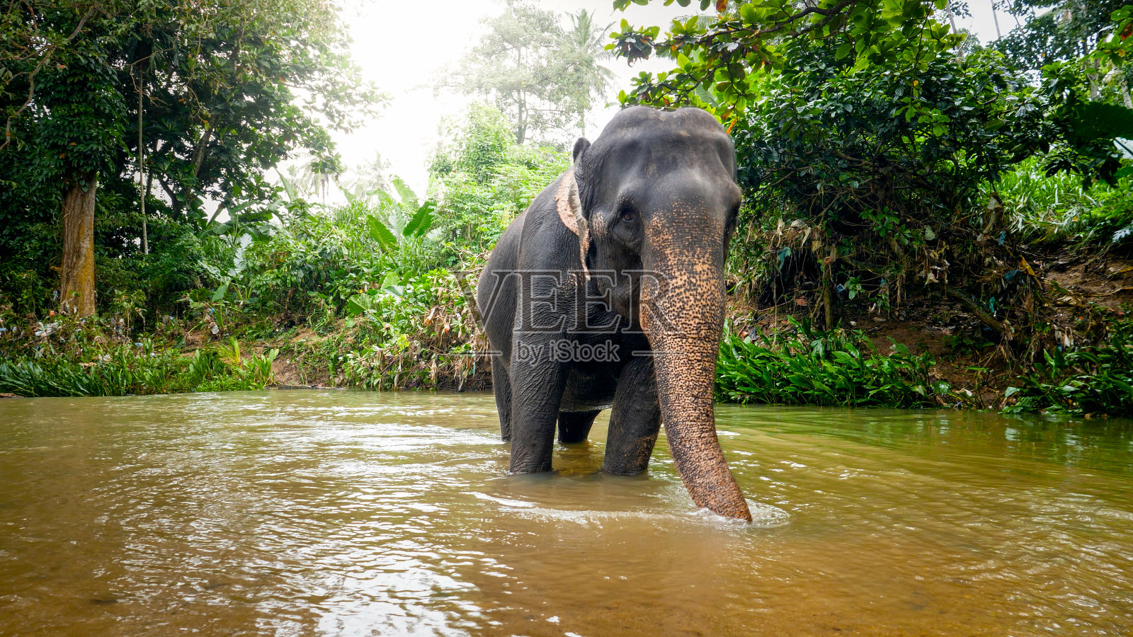 成年印度象在热带丛林的一条小河里喝水照片摄影图片