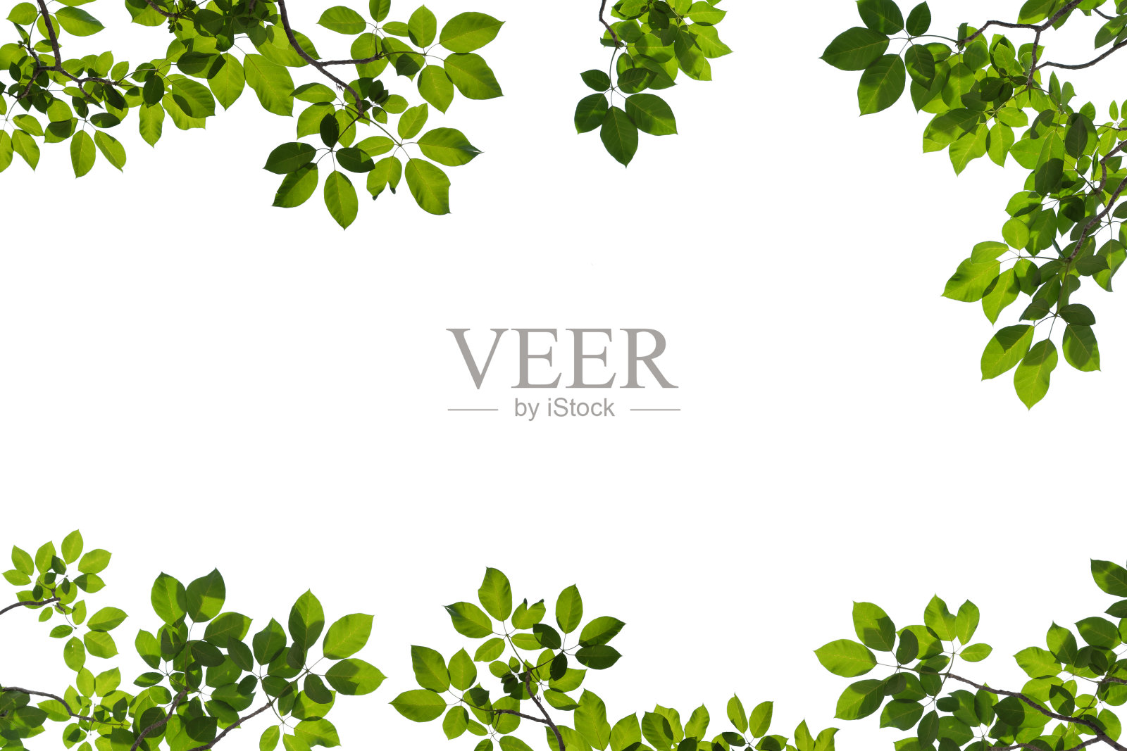 绿色树枝孤立在白色背景上照片摄影图片