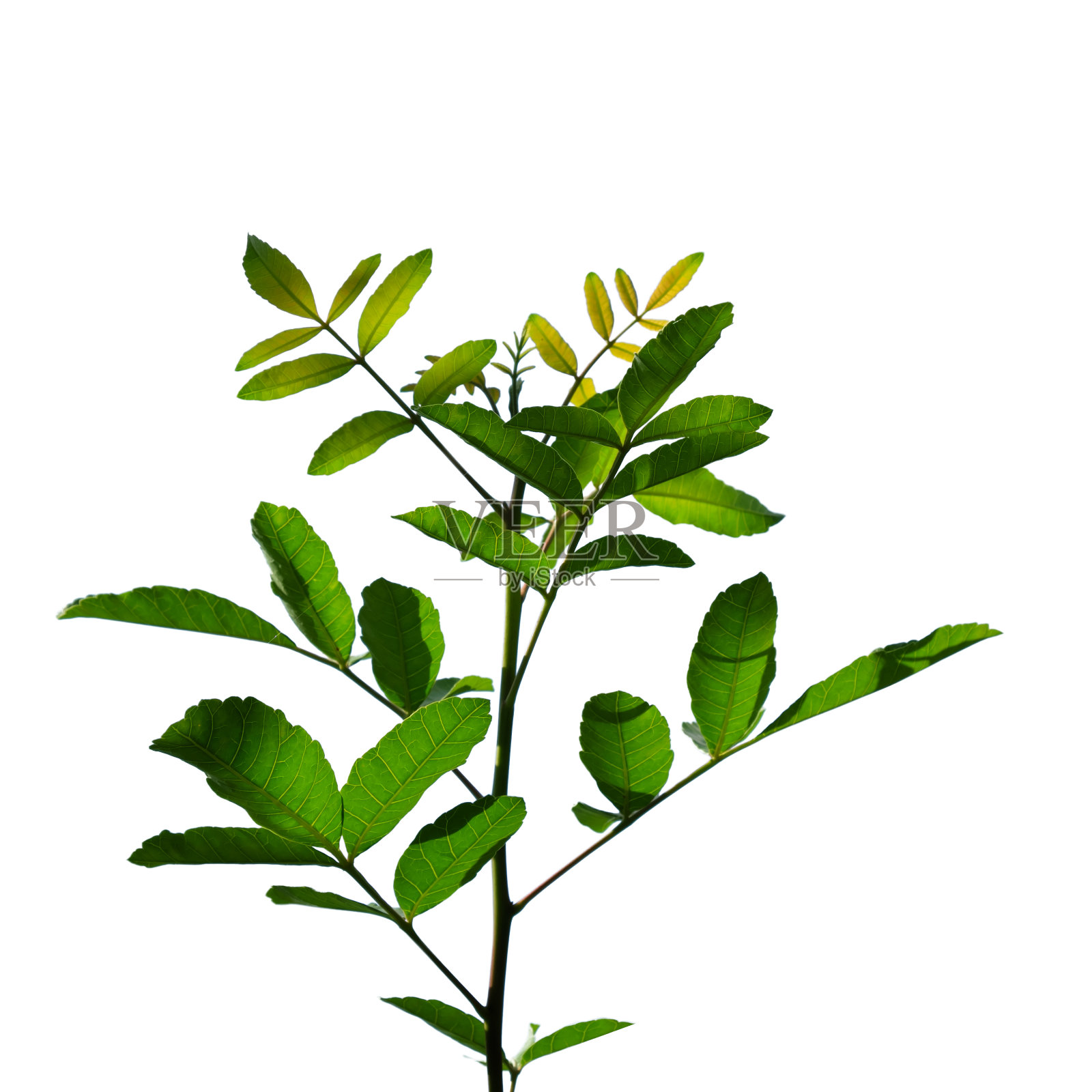 绿色树枝孤立在白色背景上照片摄影图片