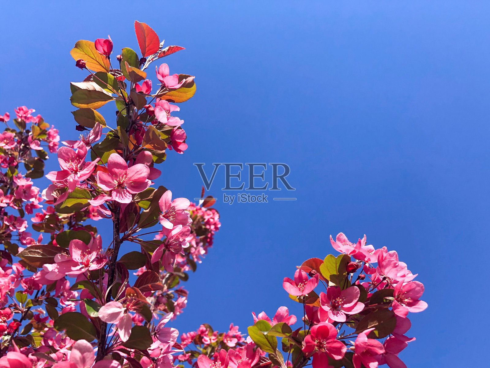 樱花盛开照片摄影图片