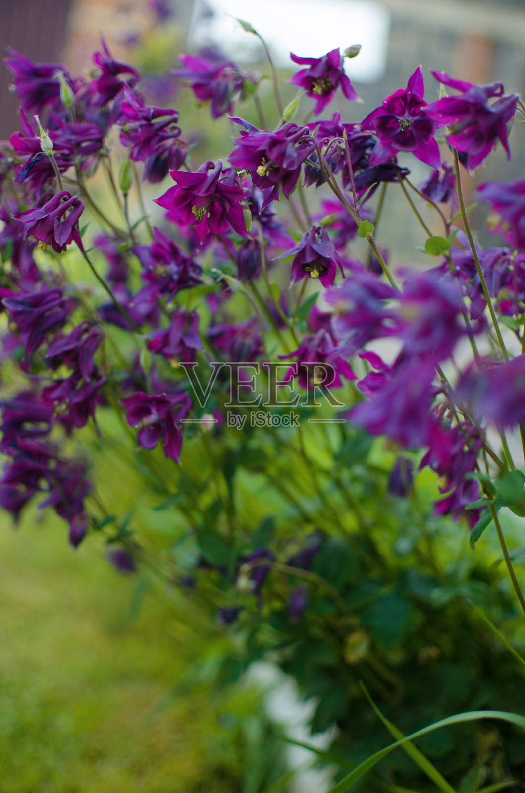 美丽的aquilegia花盛开在户外在春天的花束照片摄影图片