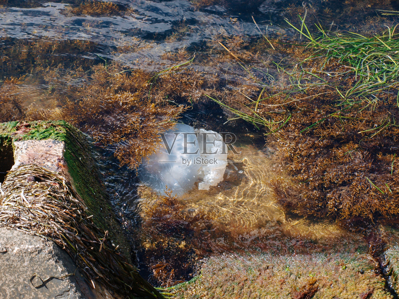 海蜇在海藻中游动的水面照片摄影图片