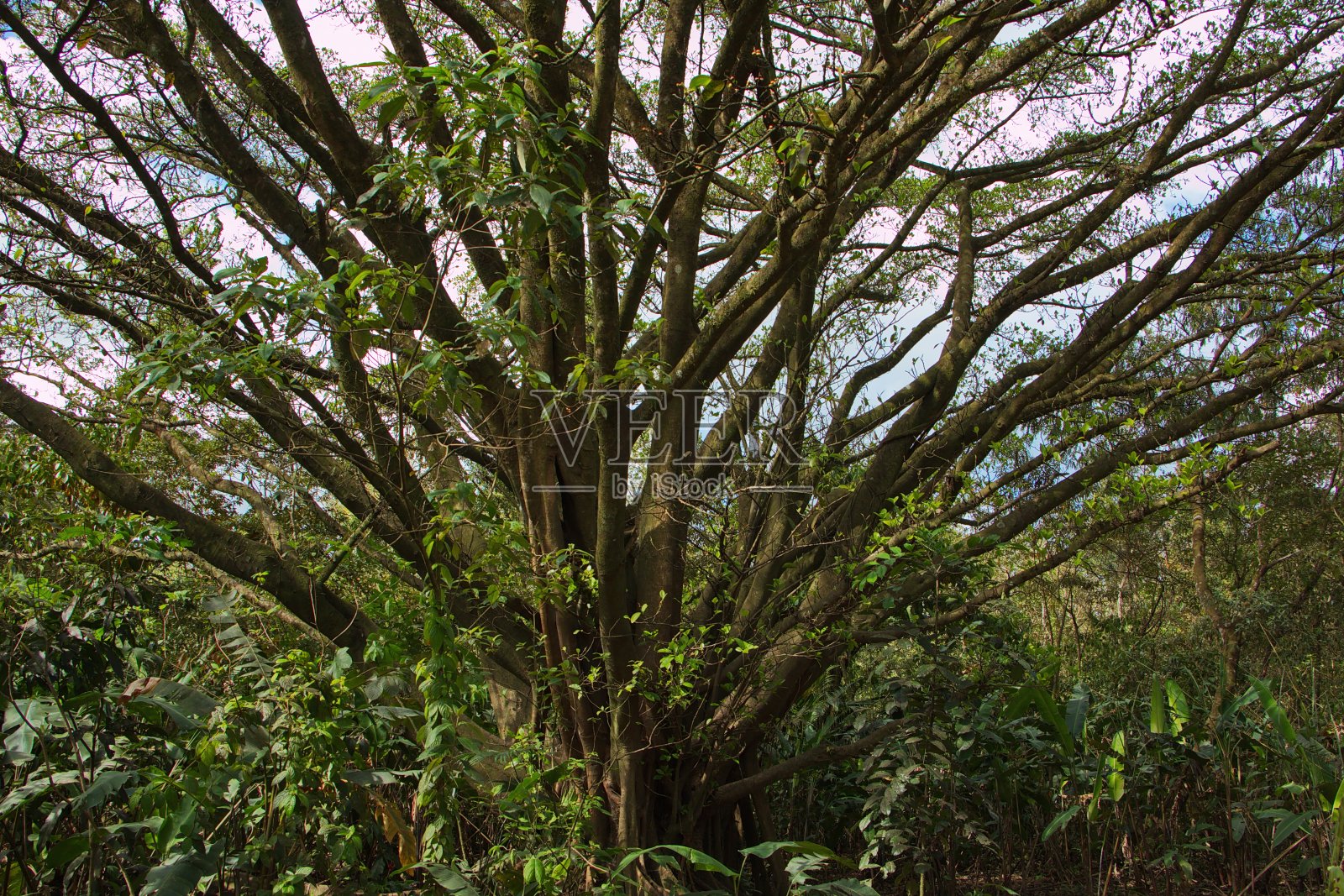 拉塞巴小道上的一棵大树照片摄影图片