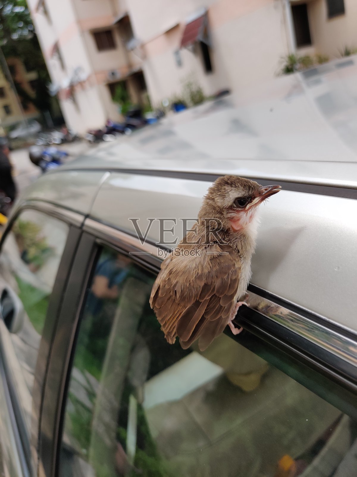 鸟宝宝学飞照片摄影图片