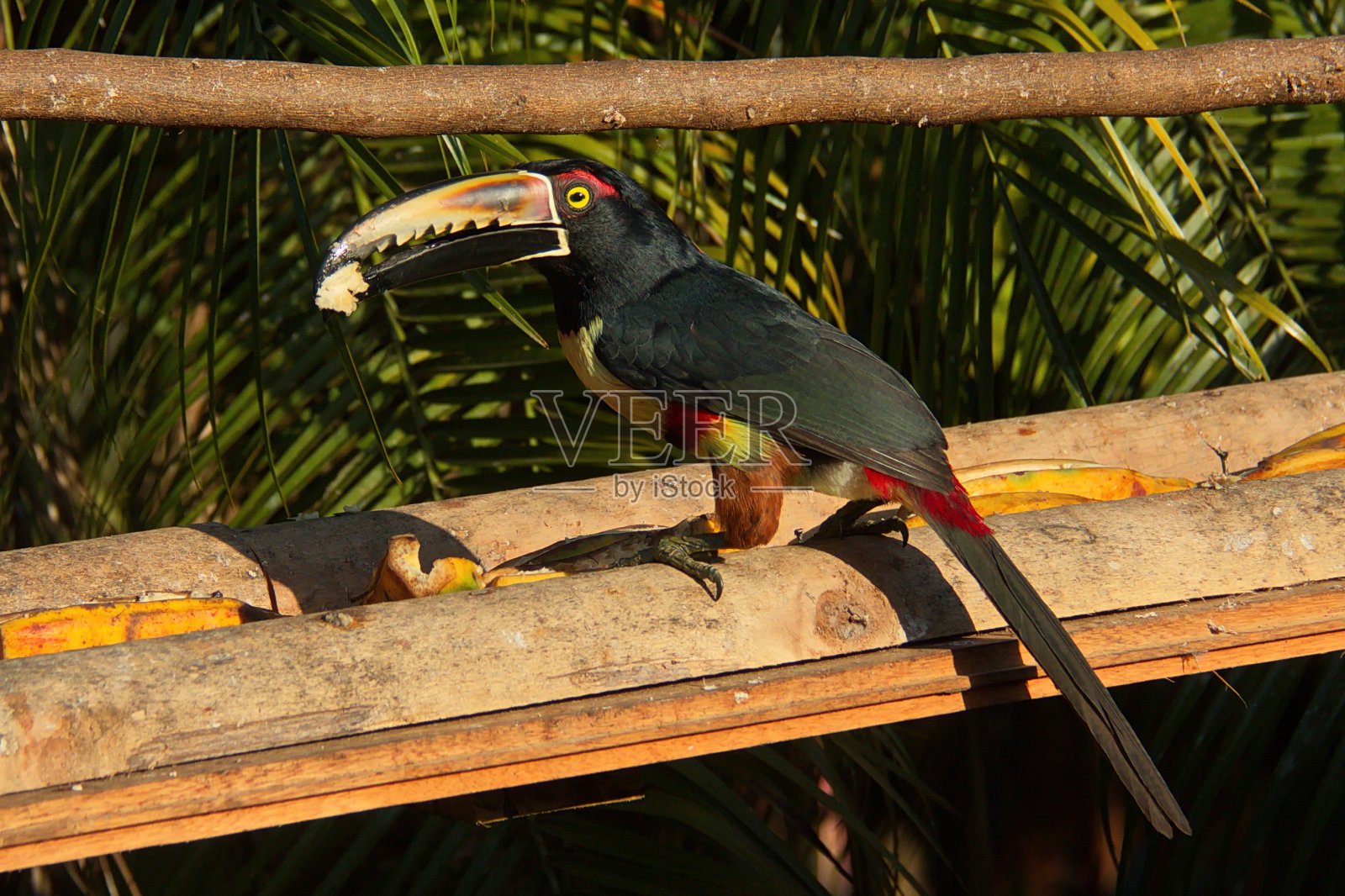 有衣领的蜘蛛在天堂的一片照片摄影图片