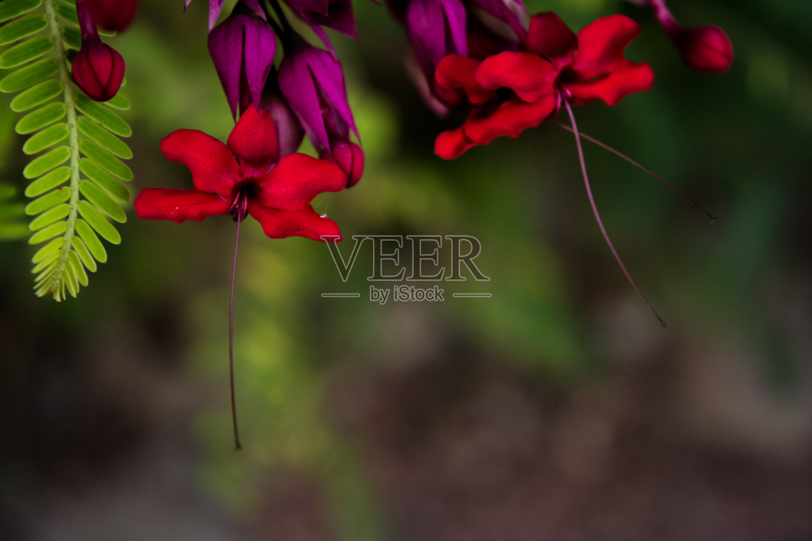 红孔雀花或黄花Caesalpinia pulcherrima单独盛开照片摄影图片