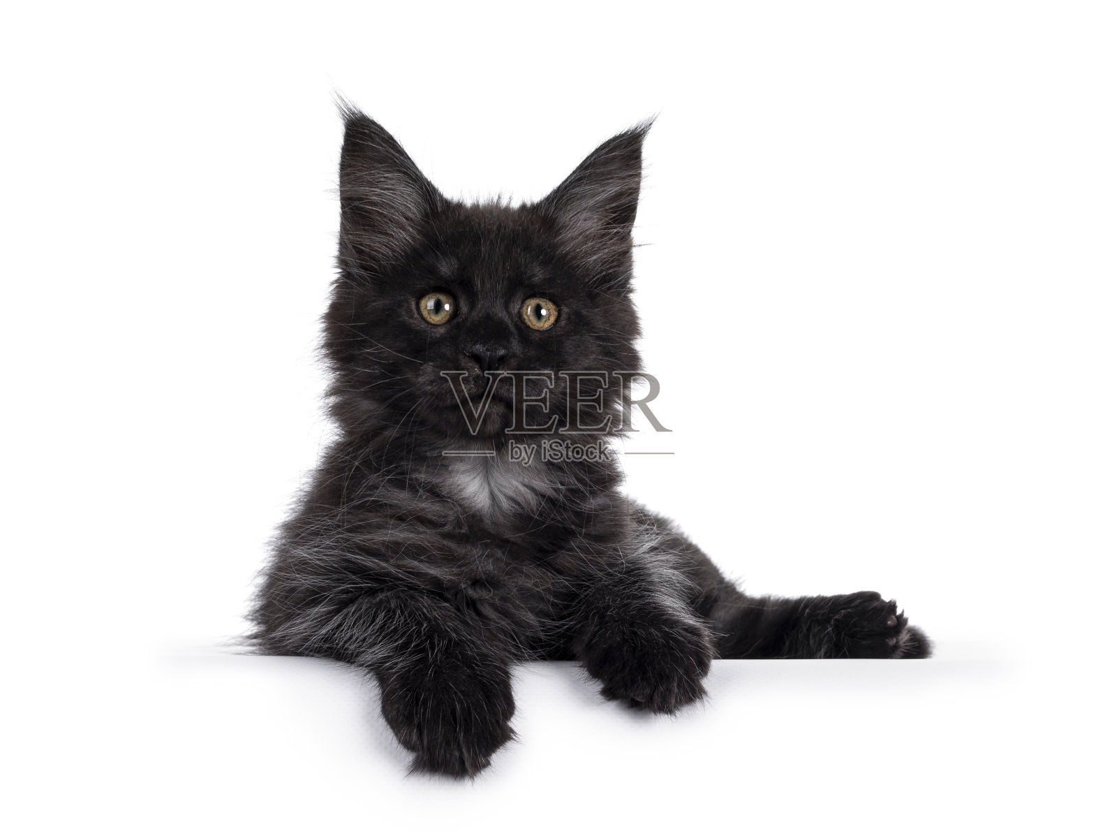 黑色烟雾缅因猫小猫在白色的背景照片摄影图片