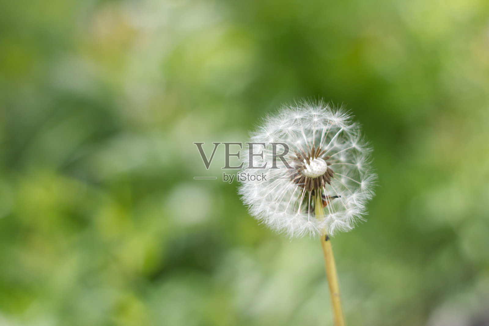 蒲公英什么已经结子了照片摄影图片