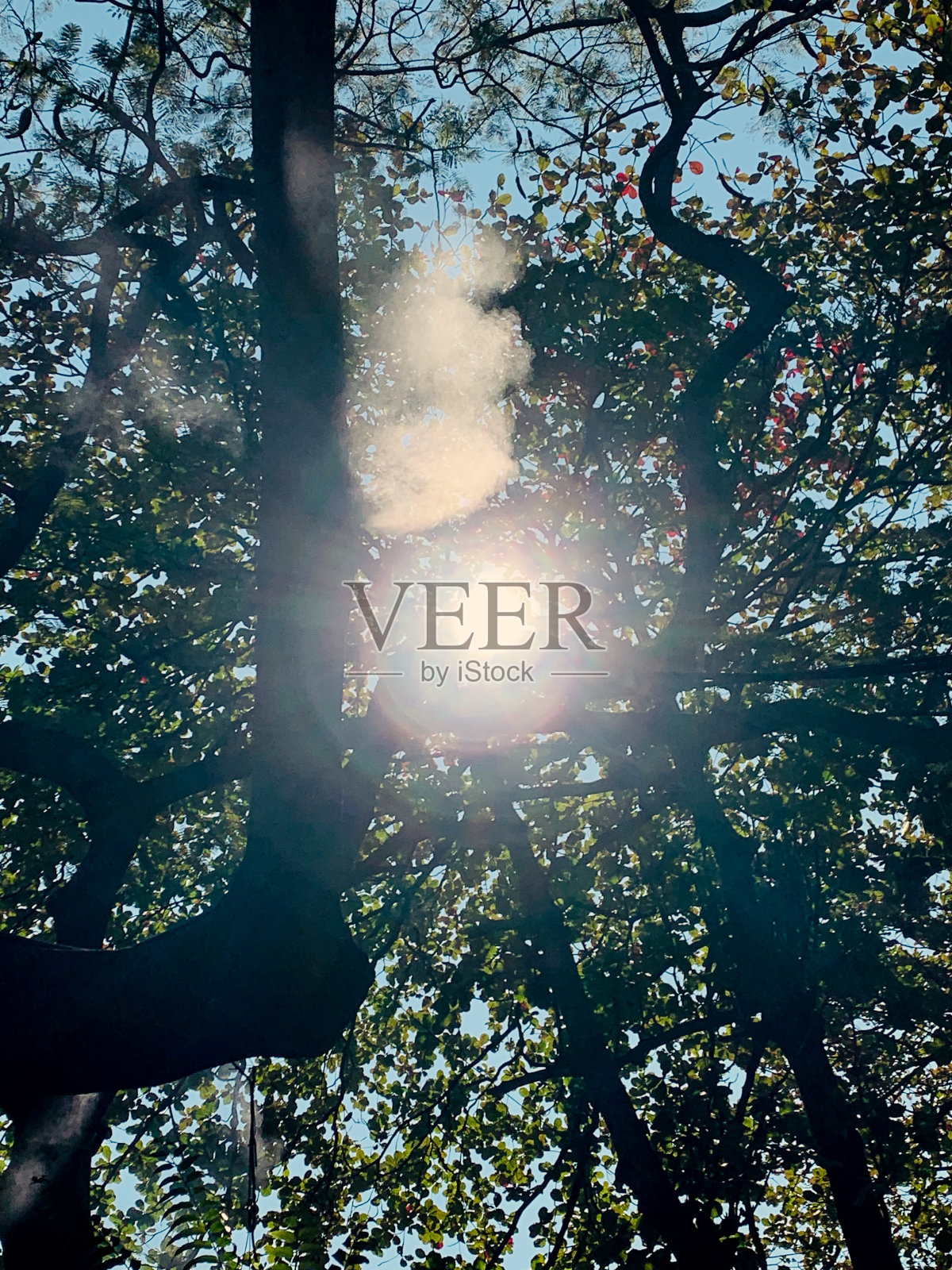 在公园的蓝天下，阳光透过树顶的树叶。有意用剪影模糊图像。照片摄影图片