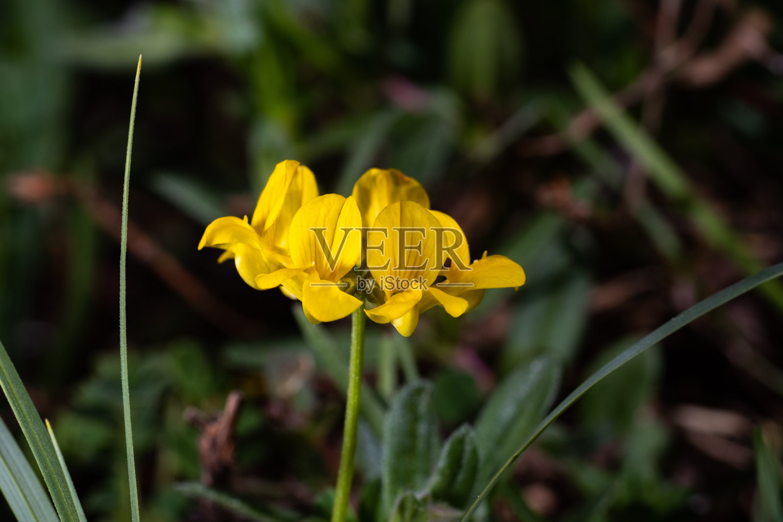 马蹄野豌豆照片摄影图片