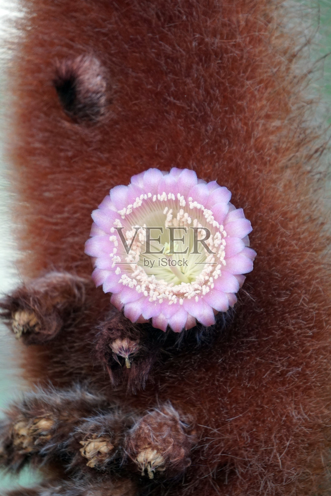 粉红色娇嫩的仙人掌花。热带植物照片摄影图片