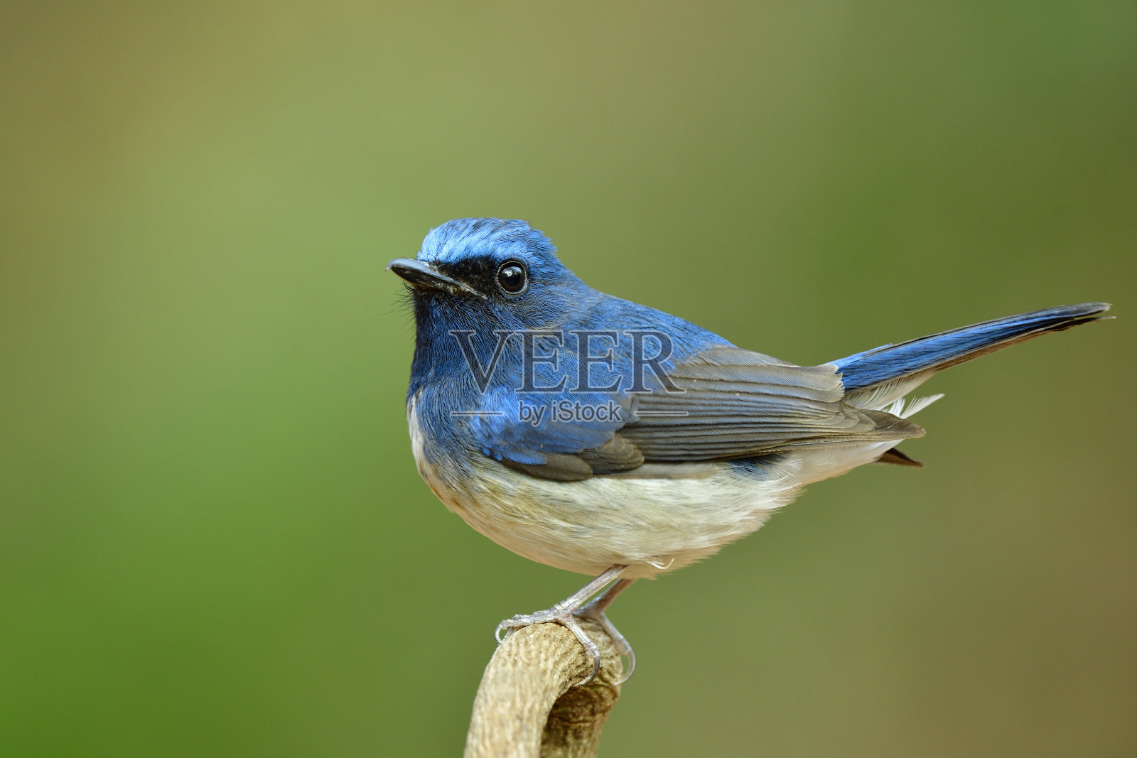 海南蓝捕蝇鸟(Cyornis hainanus，海南蓝捕蝇鸟)照片摄影图片