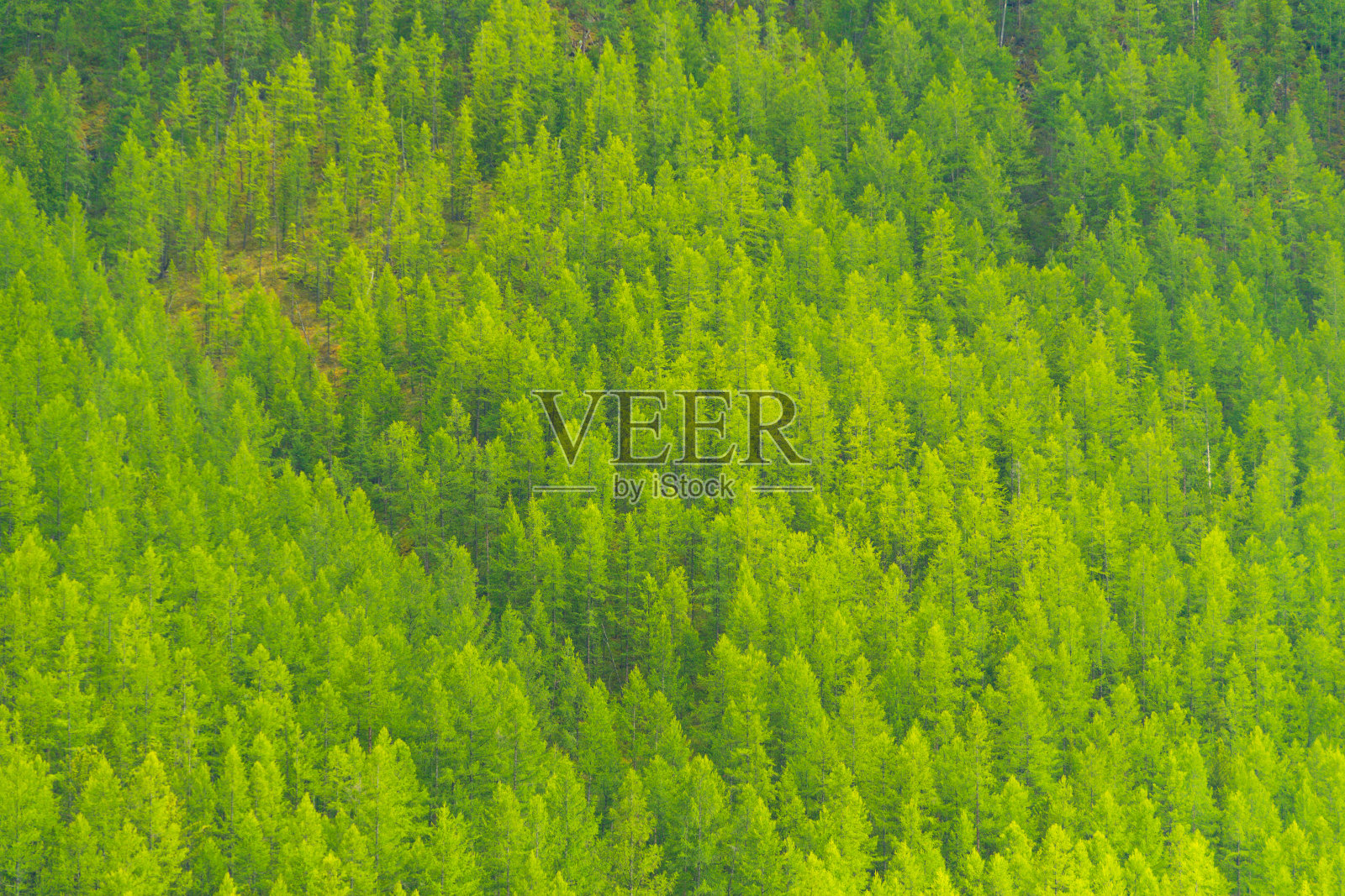 以针叶林为背景的绿色地毯照片摄影图片