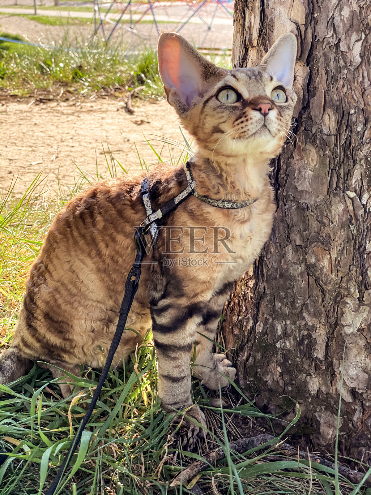 德文郡雷克斯猫在公共公园休息-库存照片照片摄影图片