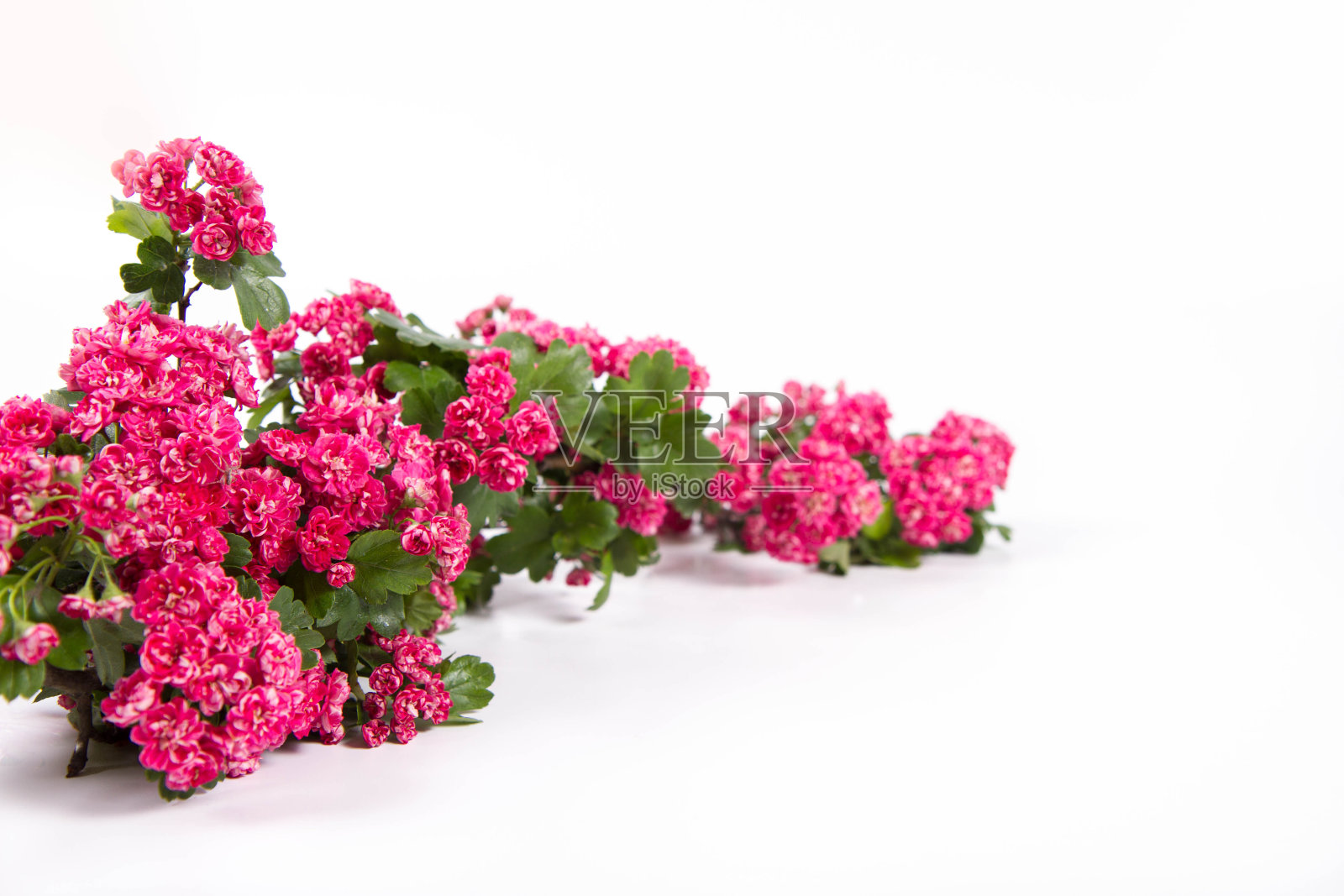 白色背景上的米德兰山楂照片摄影图片