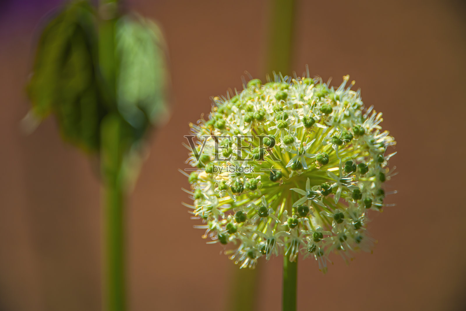 白牡丹照片摄影图片