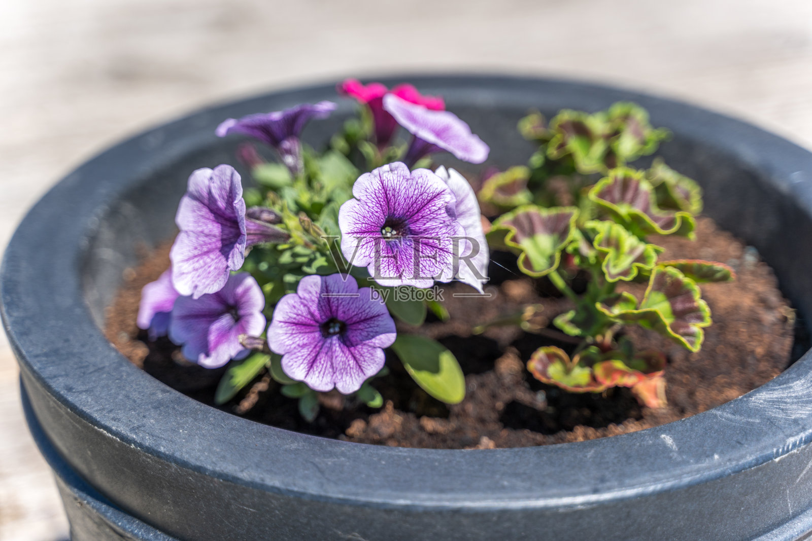花盆里的紫色矮牵牛花照片摄影图片