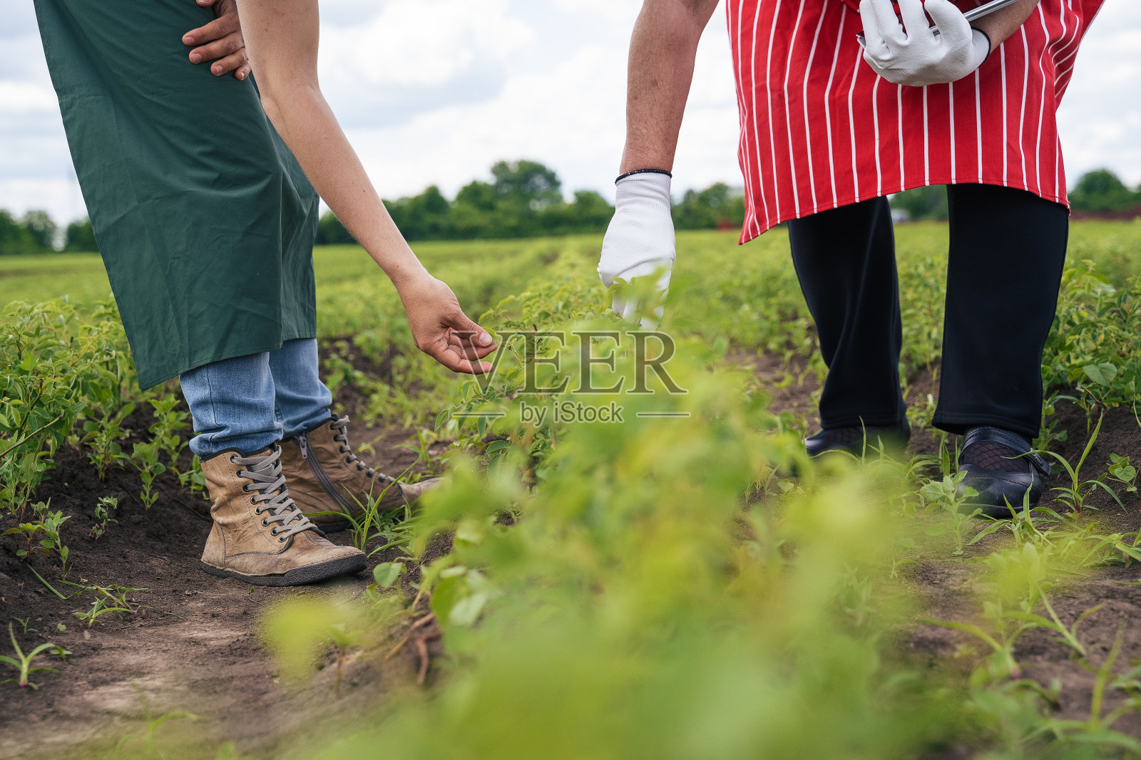 农户在田间检查玫瑰种植园的新苗木。农业职业。家族企业。照片摄影图片