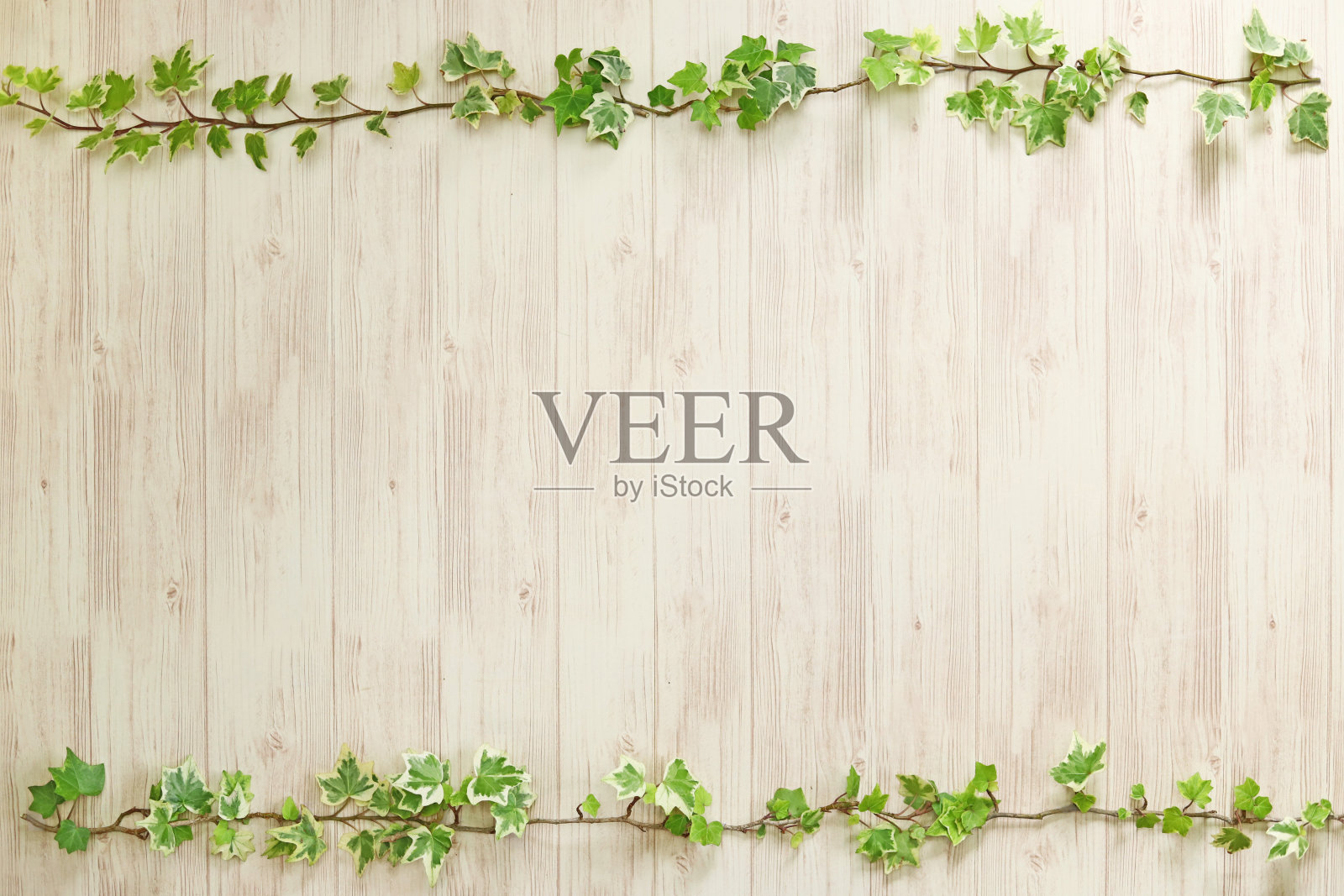 英文常春藤边框，背景图像照片摄影图片