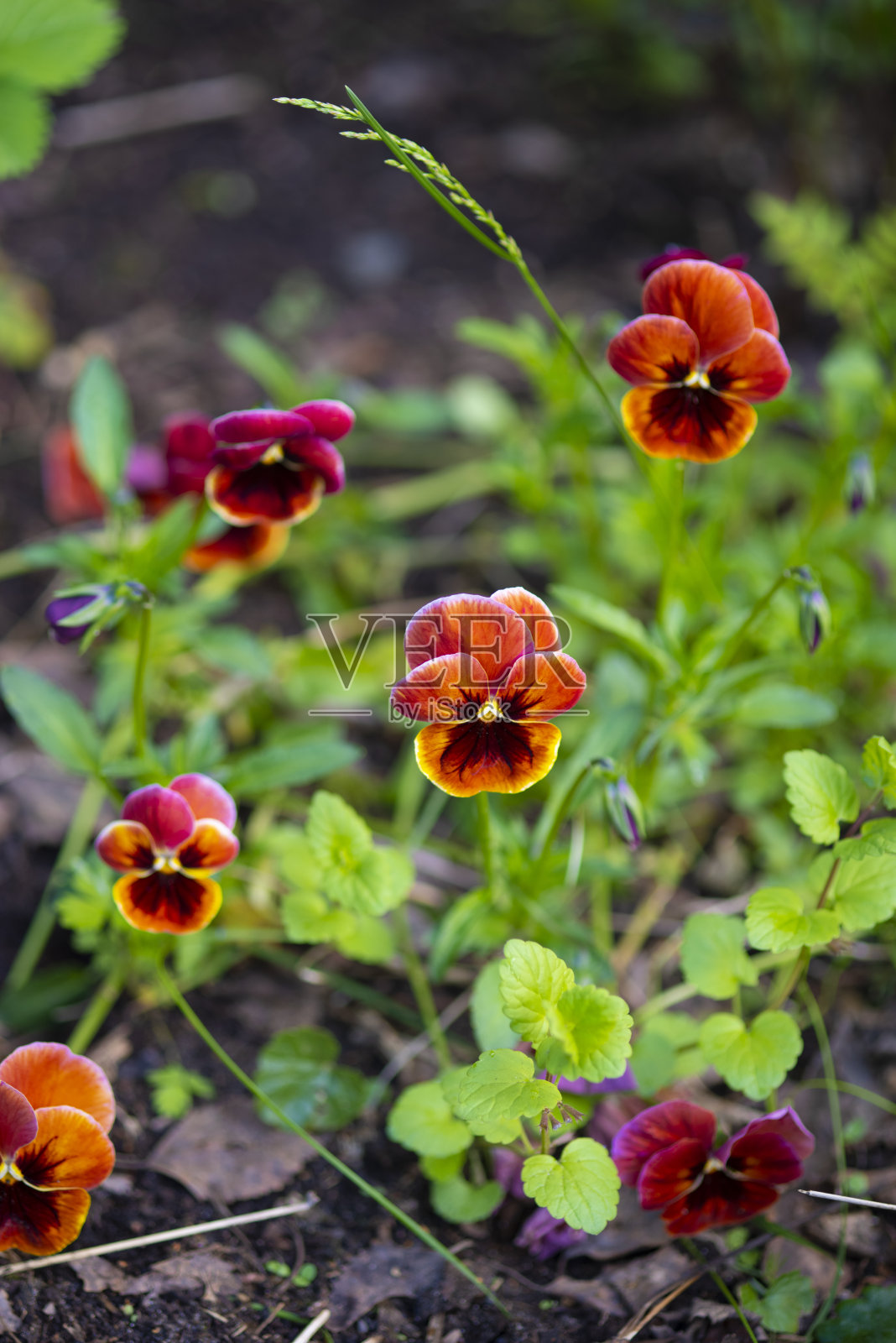 花和叶子照片摄影图片