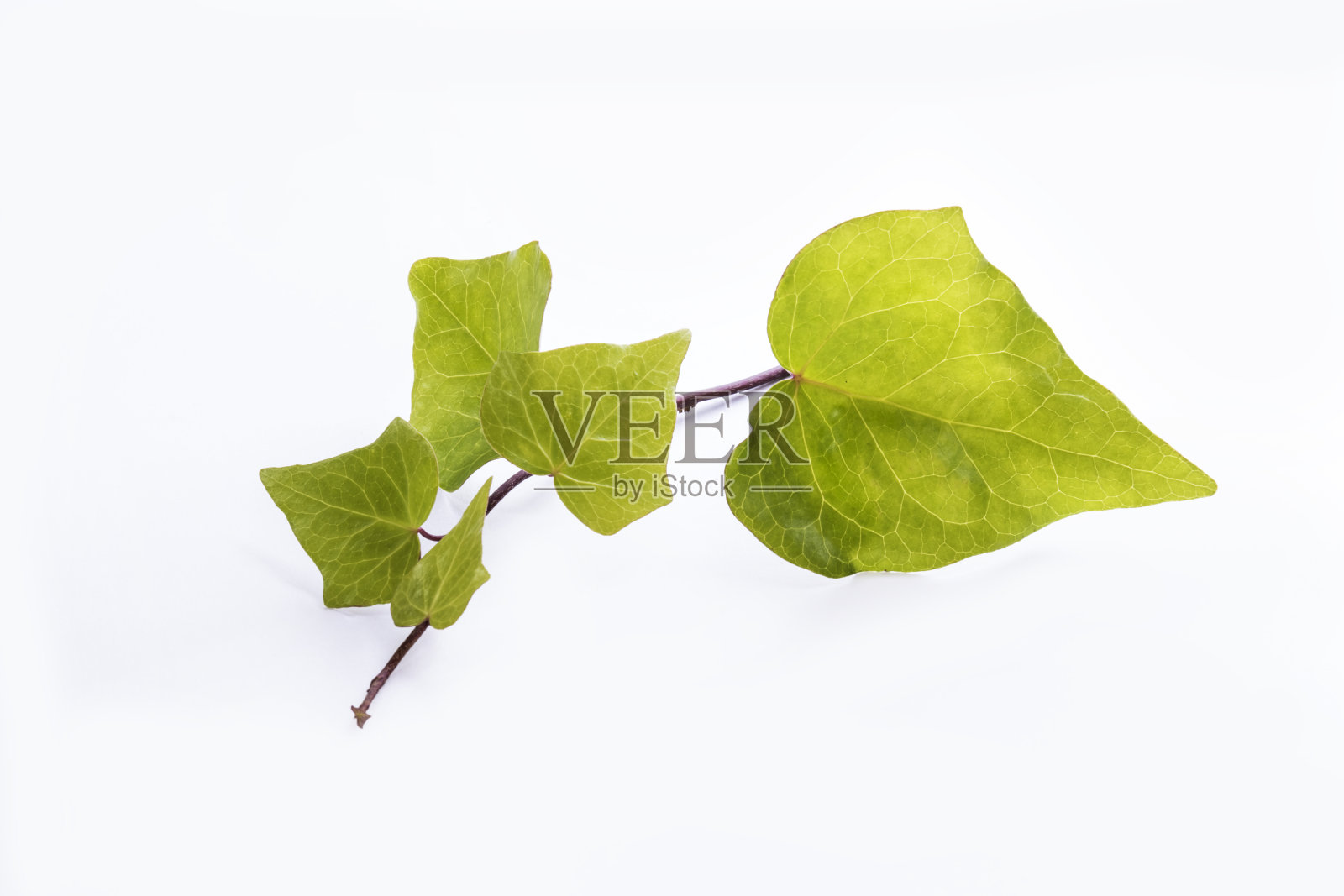 白色的地面常春藤植物照片摄影图片