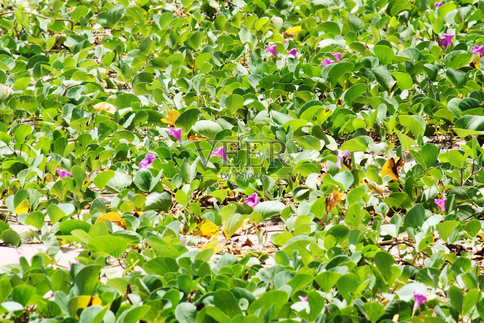 热带海滩上盛开着紫色花朵和常春藤的牵牛花照片摄影图片