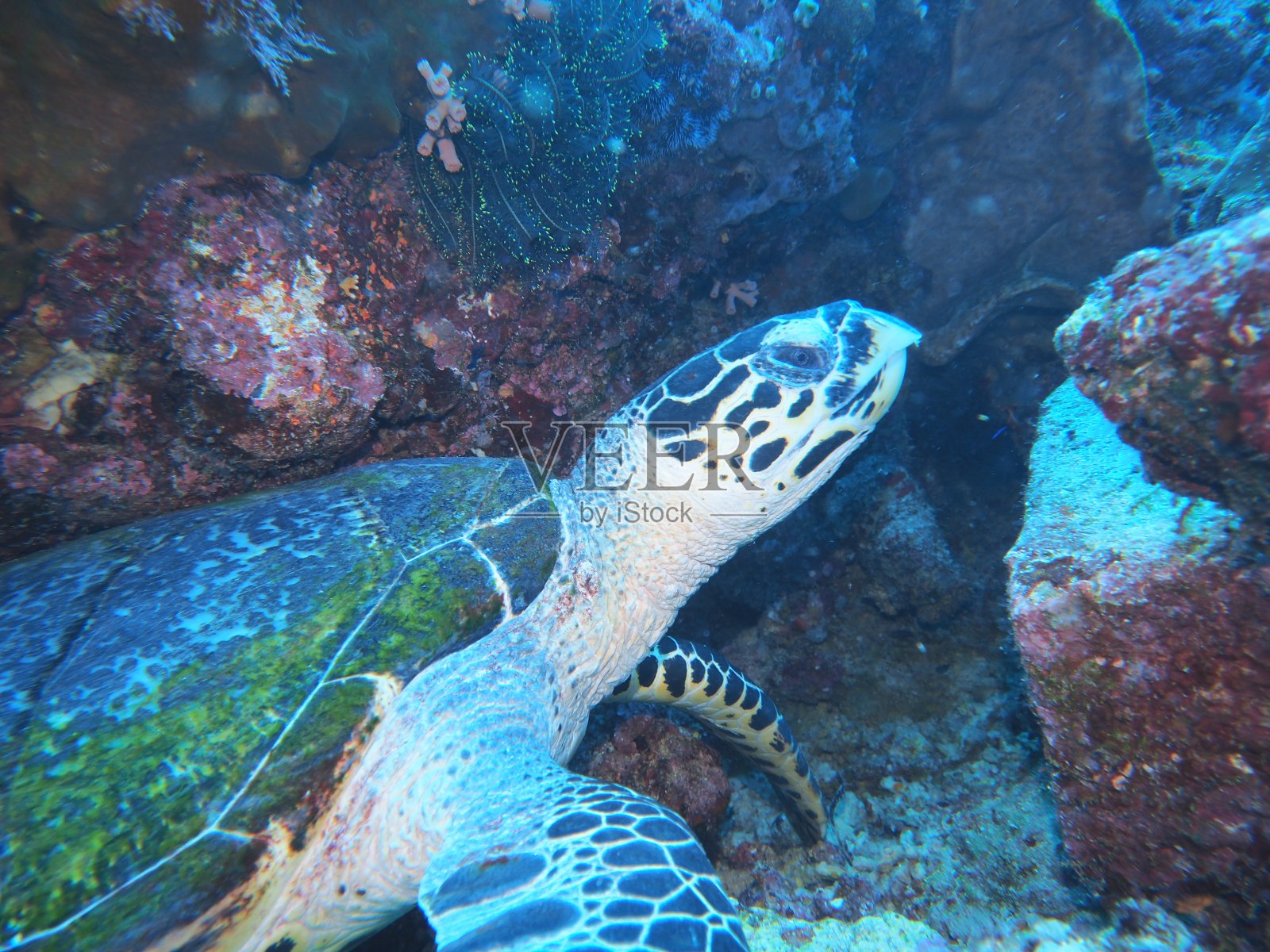 海龟照片摄影图片