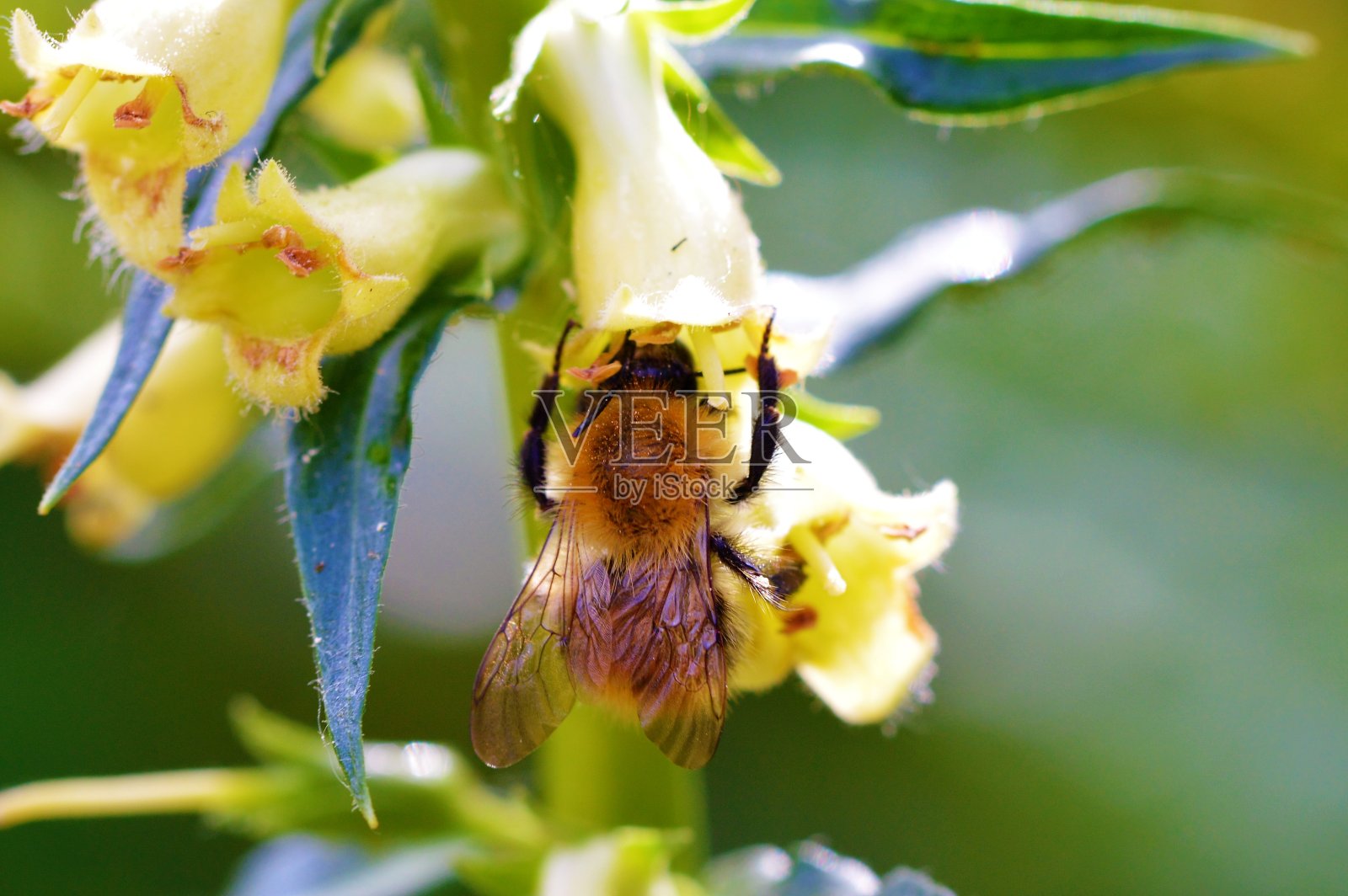 蜜蜂和黄地黄。照片摄影图片