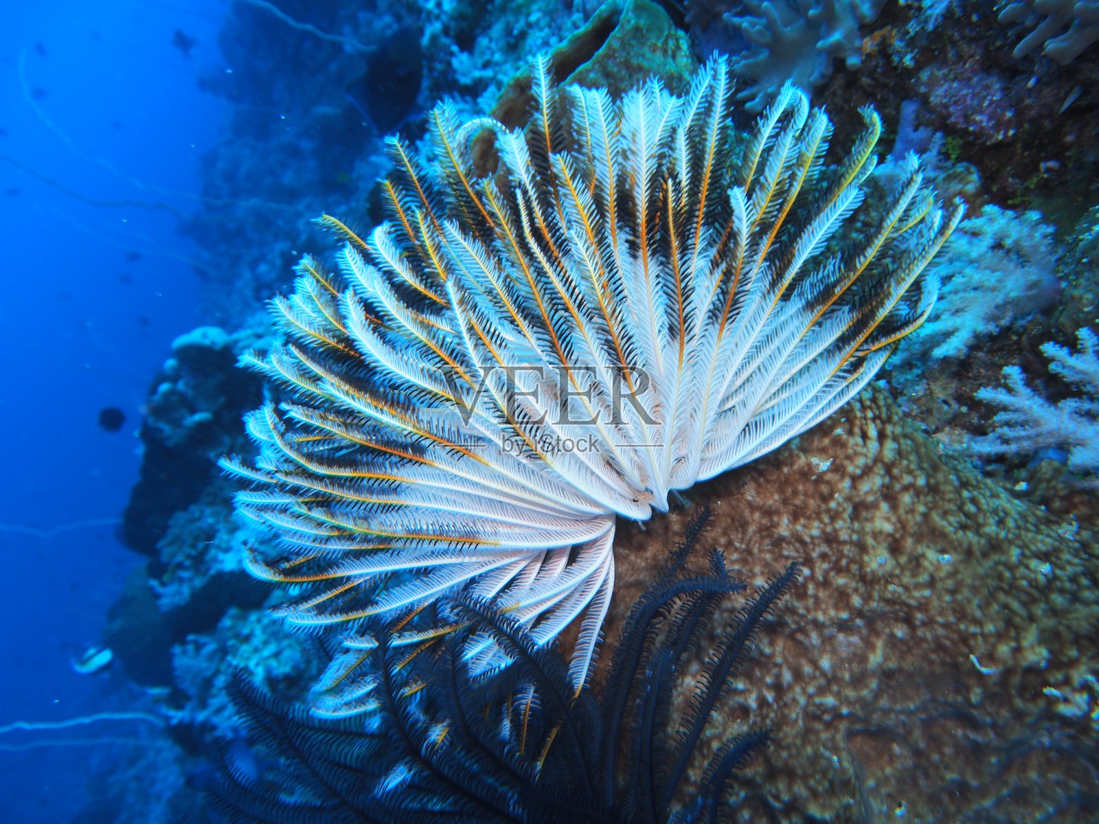海百合照片摄影图片