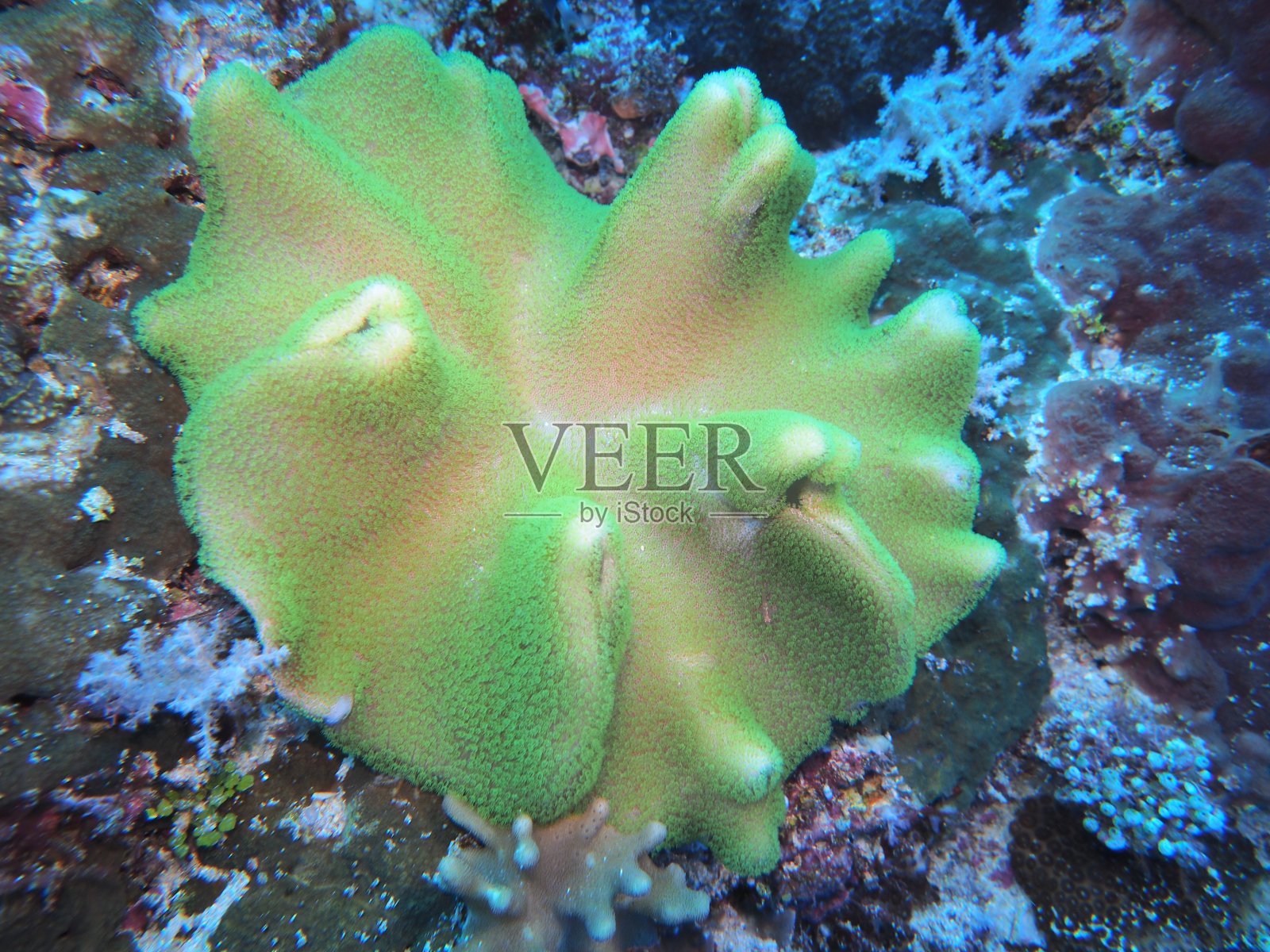 软珊瑚照片摄影图片