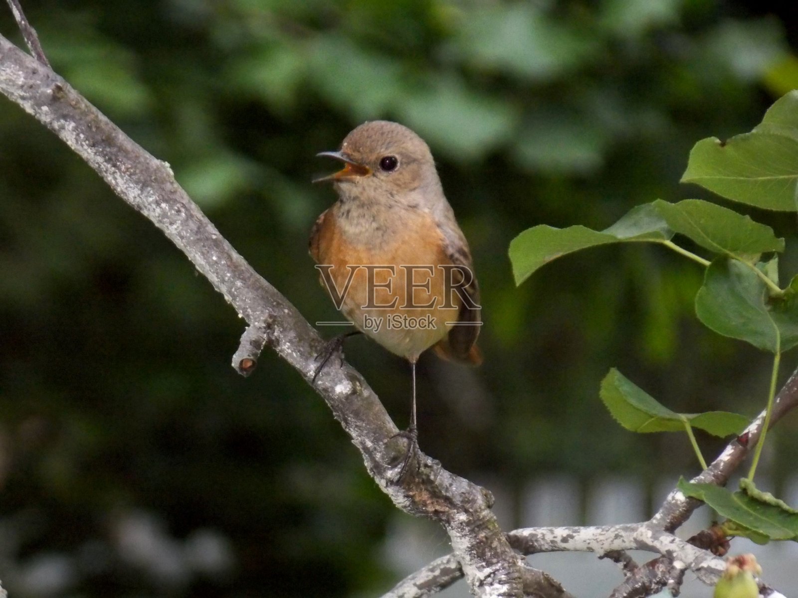 一只小鸟在树枝上唱歌照片摄影图片