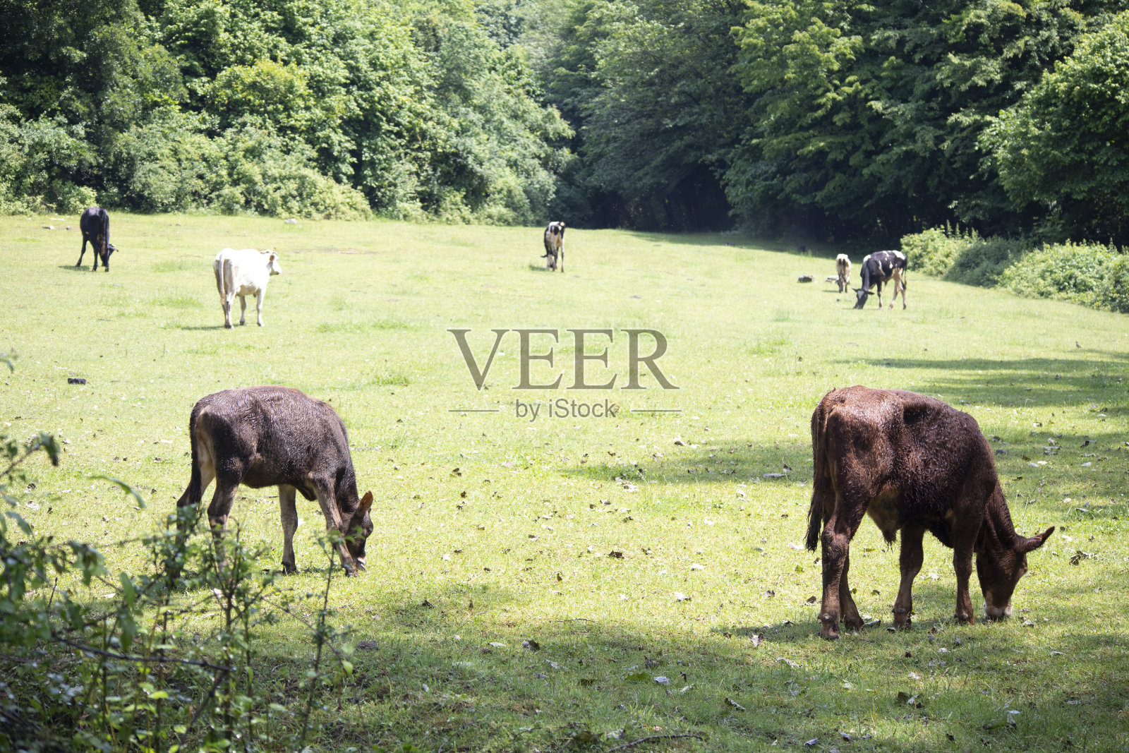 在牧场上吃草的牛和牛照片摄影图片